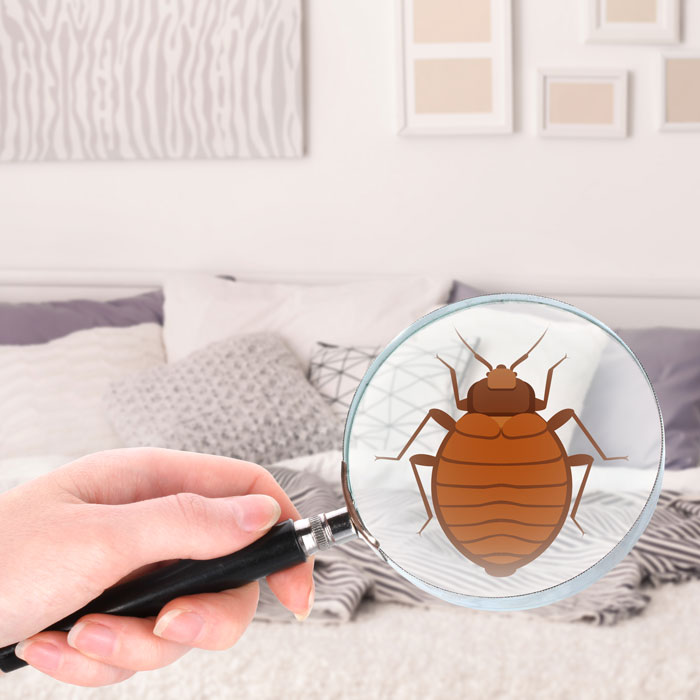 Looking for bed bugs with magnifying glass